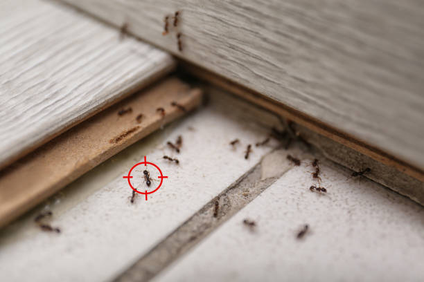 Best Insect Control  in Kidron, OH