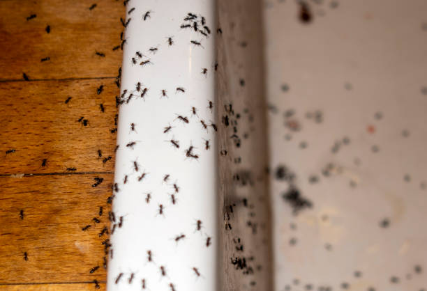 Best Ant Control Services  in Kidron, OH